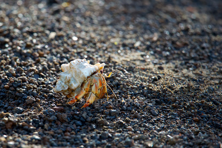 Champion-Islet 2015-04-14 08-52-14 ABL 6884-Version-2 
 Keywords: Galápagos Wildlife, Terrestial Hermit Crab, wildlife