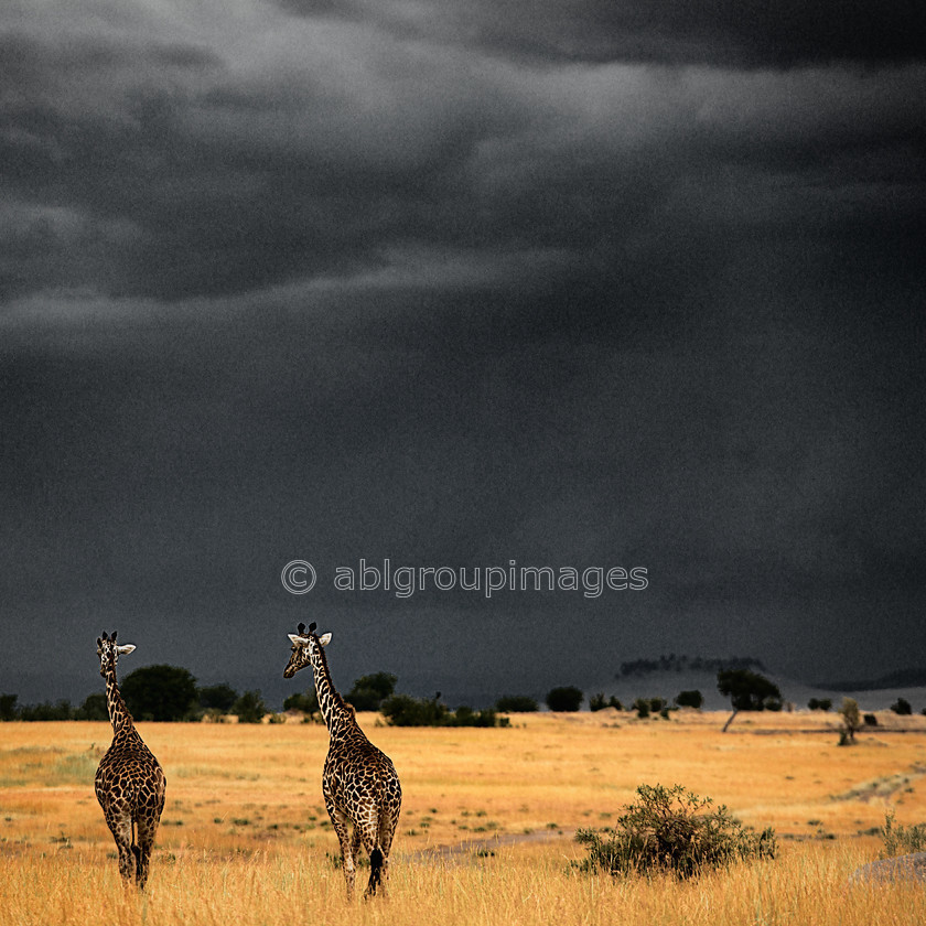 Serengeti 2013-03-07 17-26-17 ABL 4292.tiff - Version 5 
 The coming Storm 
 Keywords: Africa, ANIMALS, BCG, giraffe, Imagefile-Gallery, land, landscape, mammals, ruminant, rural landscape, scenery, Tanzania, wildlife