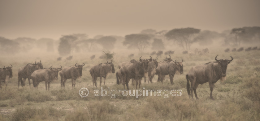 Serengeti 2013-03-11 16-15-45 ABL 5287.NEF - Version 4 
 Keywords: Africa, ANIMALS, Antelope, BCG, black wildebeest (Connochaetes gnou), Competition Entry, Imagefile-Gallery, mammals, rain, rainstorm, ruminant, storm, Tanzania, tropical storm, Wildebeest, wildlife