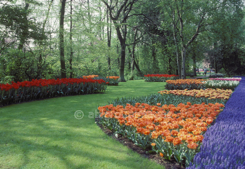 NE85 
 Keukenhof Gardens tulips fields, Amsterdam Holland 
 Keywords: calm, flower, Europe, emotion, landscape, plants, Netherlands, public garden, tulips, perennial, gardens, peaceful, tulip, Flowers