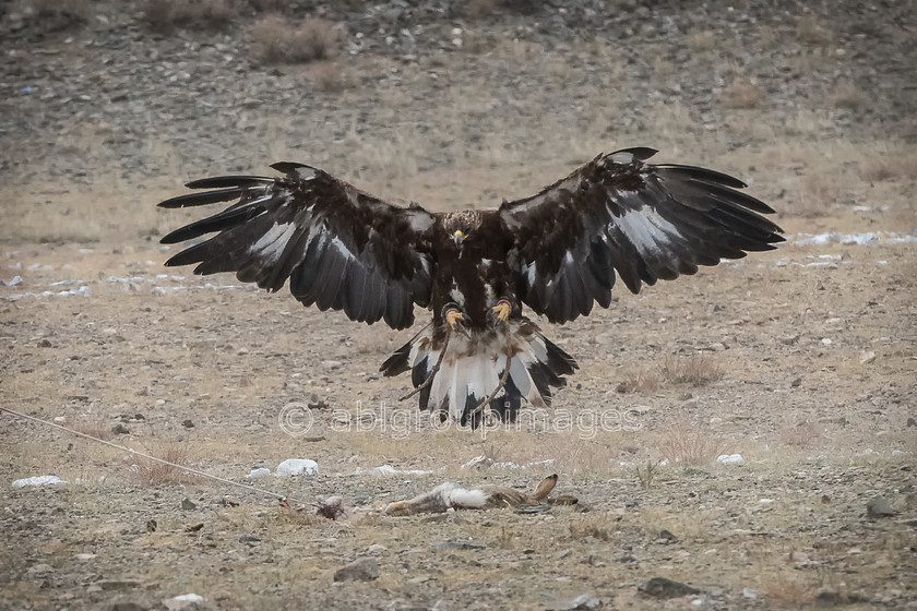 Golden-Eagle 01-10-2017 11-45-54 ABL 6566-Edit-Edit