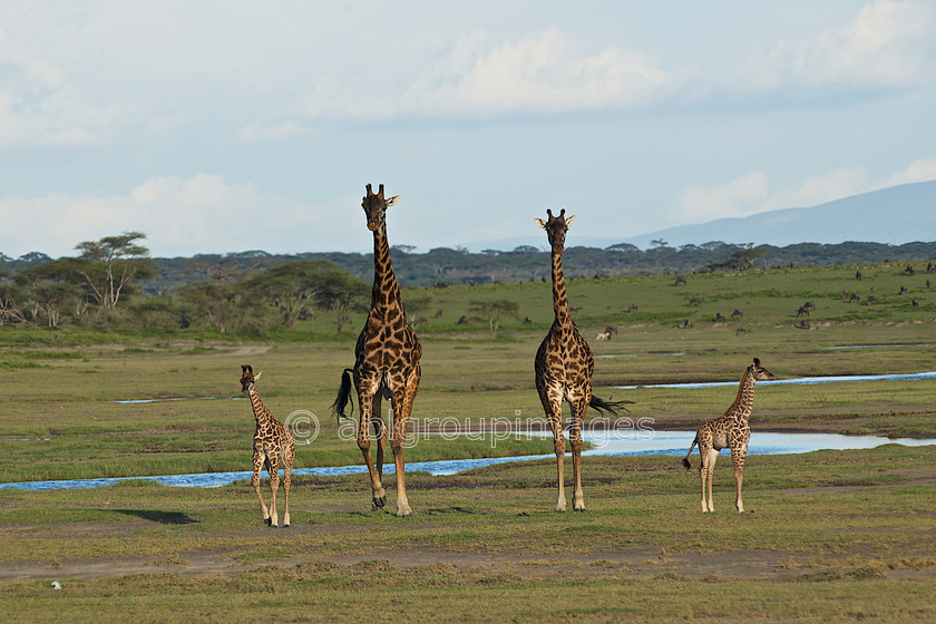 Serengeti 2013-03-12 18-01-06 ABL 5978.NEF 
 Keywords: Africa, ANIMALS, giraffe, Imagefile-Gallery, mammals, ruminant, Tanzania, wildlife