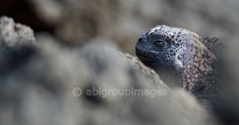 Cerro-Brujo 2015-04-12 17-33-35 ABL 6032 
 Keywords: ANIMALS, Galápagos Marine Iguana, Galápagos Wildlife, wildlife