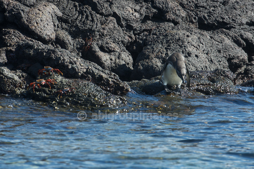 Santiago 2015-04-17 09-44-28 ABL 8269 
 Keywords: Galápagos Penguin, Galápagos Wildlife, Sally Lightfoot Crab, wildlife