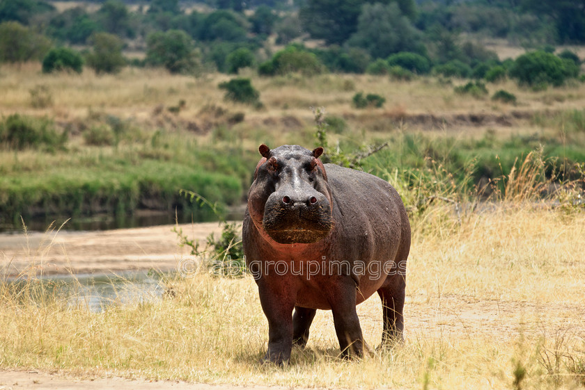 Serengeti 2013-03-07 12-22-34 ABL 4203.tiff-Version 3 
 Keywords: Africa, ANIMALS, Hippo, Hippopotamas, Imagefile-Gallery, mammals, Tanzania, wildlife