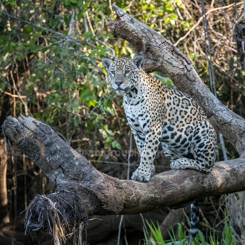 Pantanal 25-08-2022 15-54-04 P8251544-Edit 
 Jaguar (Pantha onca) 
 Keywords: Brazil, South America, WORLD REGIONS & COUNTRIES