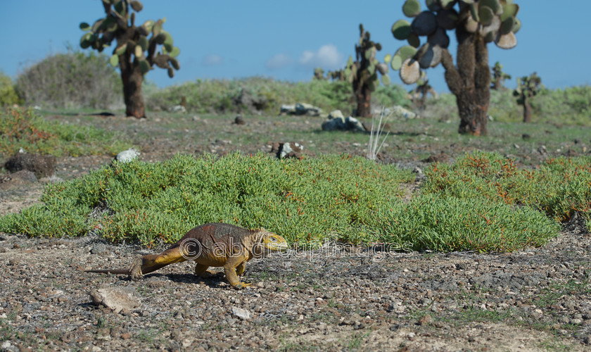 South-Plaza 2015-04-16 09-18-20 ABL 7440 
 Keywords: Galápagos Land Iguana, Galápagos Wildlife, reptile, wildlife