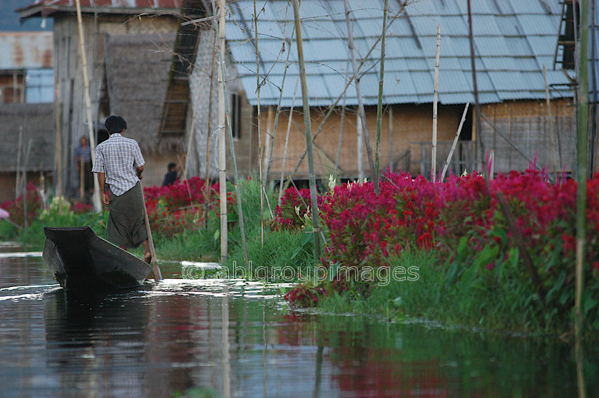 Burma - 02066 
 Inle Lake - man on canoe leg rowing in township area 
 Keywords: Burma, Myanmar, Asia