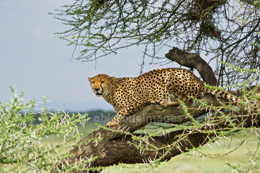 Serengeti 2013-03-10 15-30-16 ABL 5064.tiff - Version 2 
 Keywords: Africa, ANIMALS, cat, cheetah, Imagefile-Gallery, mammals, Tanzania, wildlife