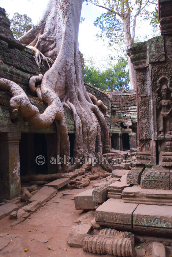 Cambodia -164 
 Roots - Angkor Thom - Ta Prohm 
 Keywords: Ankor, ARCHITECTURE, Asia, Buddhism, building, Cambodia, , religion, religious building, tree