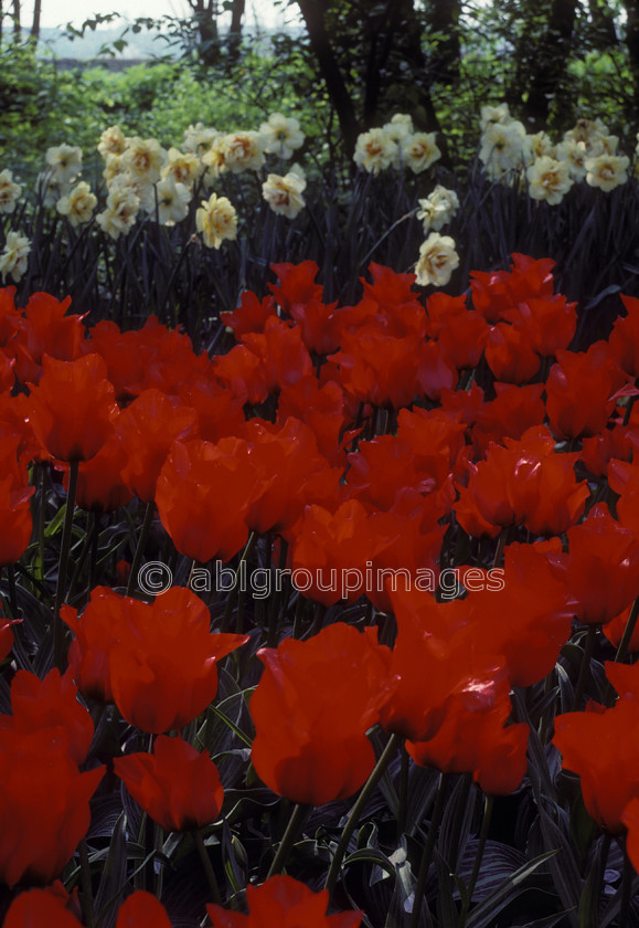 NE75 
 Keukenhof Gardens tulips fields, Amsterdam Holland 
 Keywords: emotion, gardens, perennial, flower, dominant color, calm, Flowers, Netherlands, plants, public garden, landscape, tulip, Europe, peaceful, tulips, red