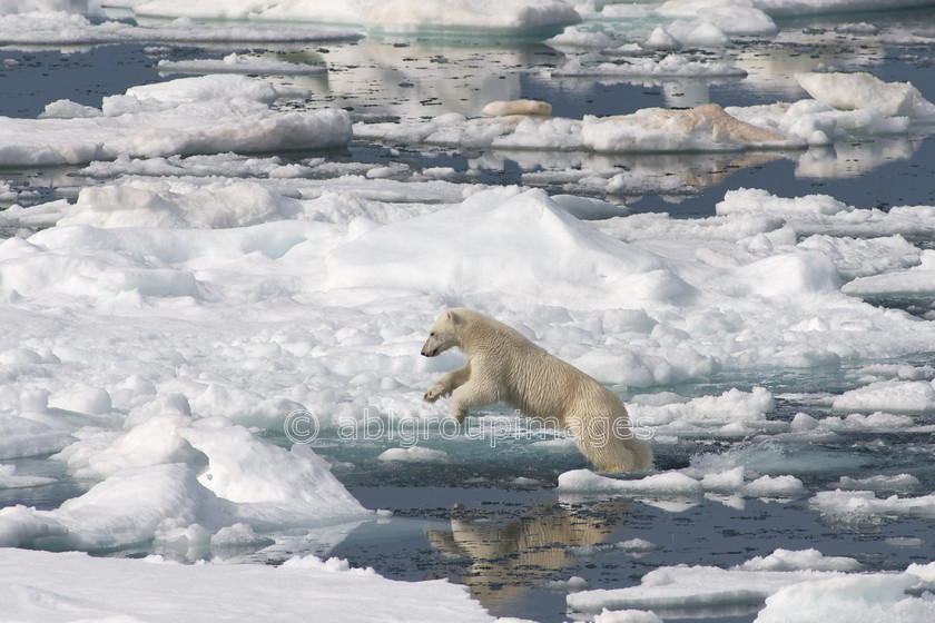 Arctic - 1936 - Version 2 
 Keywords: Animals, Arctic, Day, , Europe, mammals, Nature, Norway, Polar Bear, Scandinavia, scenery, sea ice, Svalbard, water, wildlife