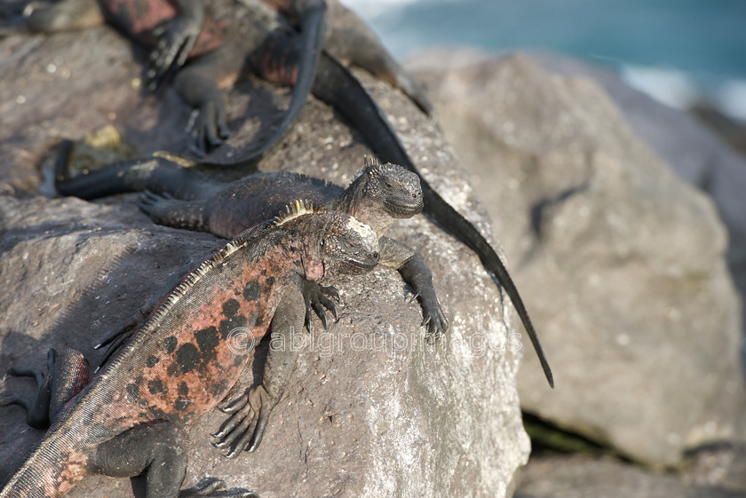 Punta-Suarez 2015-04-13 17-59-28 ABL 6508 
 Keywords: Galápagos Marine Iguana, Galápagos Wildlife, reptile, wildlife