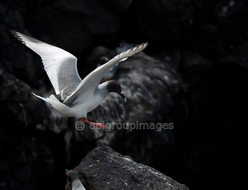 South-Plaza 2015-04-16 10-17-57 ABL 7777 
 Keywords: ANIMALS, birds, Galápagos Wildlife, Swallow-tailed Gull, wildlife