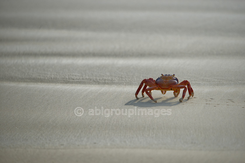 Champion-Islet 2015-04-14 08-18-04 ABL 6800 Version-2 
 Keywords: Galápagos Wildlife, Sally Lightfoot Crab, wildlife