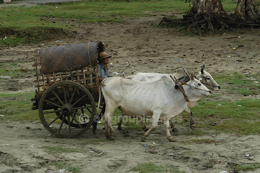 Burma - 00731 
 Oxen pulling cart, Mandalay - Mingun Tour 
 Keywords: Bagan, Oxen, Ox cart, Myanmar, land transportation, Burma, Cart, Bullock, Asia