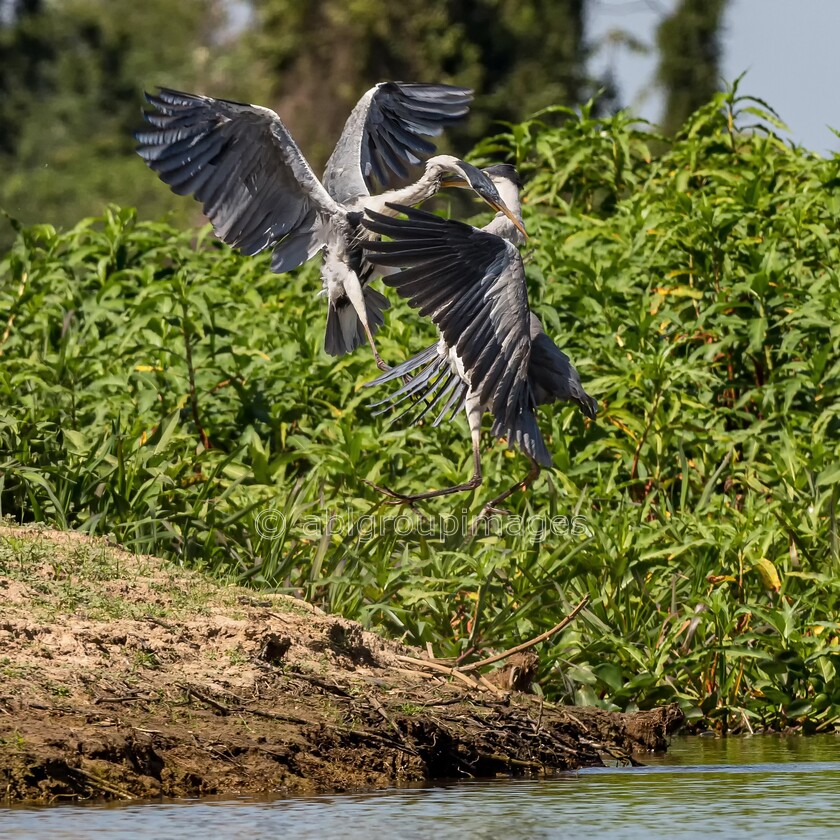 Pantanal 23-08-2022 10-21-50 P8230610-Edit 
 Keywords: Brazil, South America, WORLD REGIONS & COUNTRIES