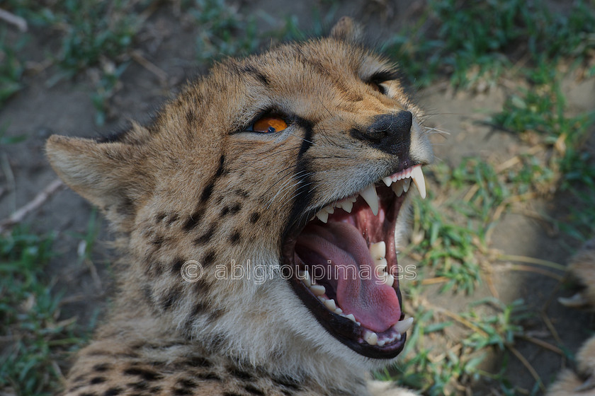 Serengeti 2013-03-14 10-36-32 ABL 6796.tiff - Version 3 
 Keywords: Africa, ANIMALS, cat, cheetah, Imagefile-Gallery, mammals, Tanzania, wildlife