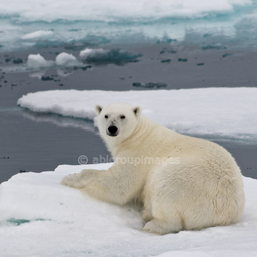 DSC 9682 
 Keywords: Animals, Arctic, Day, , Europe, , mammals, Nature, Norway, Polar Bear, Scandinavia, scenery, sea ice, Svalbard, water, , wildlife