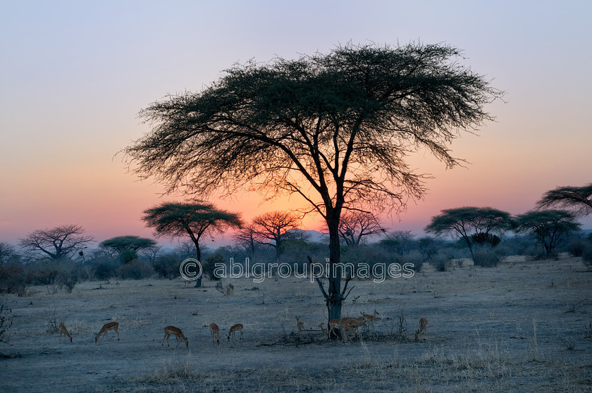 Tanzania-1103 Version 4 
 Grazing at dawn 
 Keywords: Africa, Antelope, Imagefile-Gallery, Imagefile-Home, Impala, mammals, NIK, ruminant, sunset, Tanzania, Whitewall-Gallery, wildlife