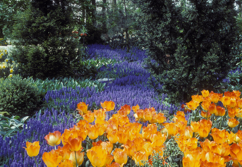 NE103 
 Keukenhof Gardens tulips fields, Amsterdam Holland 
 Keywords: perennial, plants, Europe, Netherlands, landscape, gardens, Flowers, flower, emotion, peaceful, calm, public garden, tulip, tulips