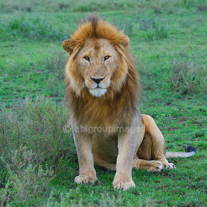 Serengeti 2013-03-12 16-15-13 ABL 5857.tiff - Version 3 
 Keywords: Africa, ANIMALS, cat, Imagefile-Gallery, lion, mammals, Tanzania, wildlife