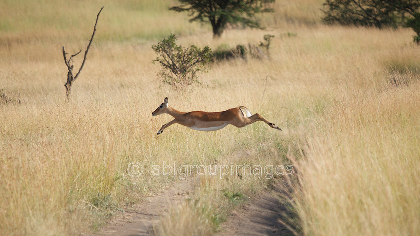 Serengeti 2013-03-07 08-21-06 ABL 3948.NEF - Version 3 
 Keywords: Africa, ANIMALS, Antelope, Imagefile-Gallery, Impala, mammals, ruminant, Tanzania, wildlife