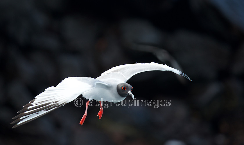 South-Plaza 2015-04-16 10-04-27 ABL 7713 
 Keywords: ANIMALS, birds, Galápagos Wildlife, Swallow-tailed Gull, wildlife