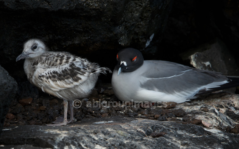 South-Plaza 2015-04-16 10-23-16 ABL 7819 
 Keywords: birds, Galápagos Wildlife, Swallow-tailed Gull, wildlife