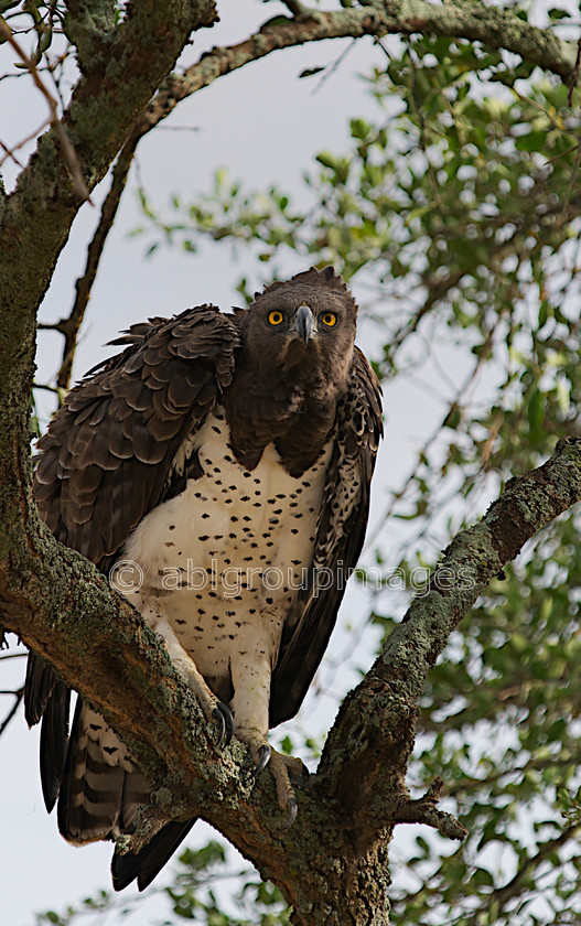 Serengeti 2013-03-09 08-46-36 ABL 4526.tiff - Version 4 
 Keywords: Africa, ANIMALS, bird, birds, birds of prey, eagles, Imagefile-Gallery, Martial Eagle (Polemaetus bellicosus), Tanzania, wildlife