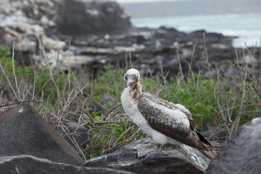 Punta-Suarez 2015-04-13 18-30-48 ABL 6590 
 Keywords: birds, Galápagos Wildlife, Nazca Booby, wildlife