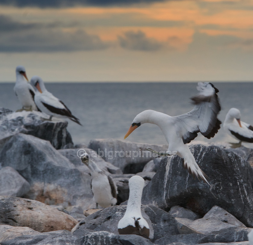 Punta-Suarez 2015-04-13 18-44-27 ABL 6654 
 Keywords: ANIMALS, birds, Galápagos Wildlife, Nazca Booby, wildlife