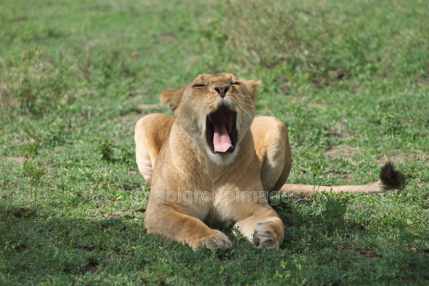 Serengeti 2013-03-12 15-46-52 ABL 5707.tiff - Version 2 
 Keywords: Africa, ANIMALS, cat, Imagefile-Gallery, Imagefile-Home, lion, mammals, Tanzania, wildlife