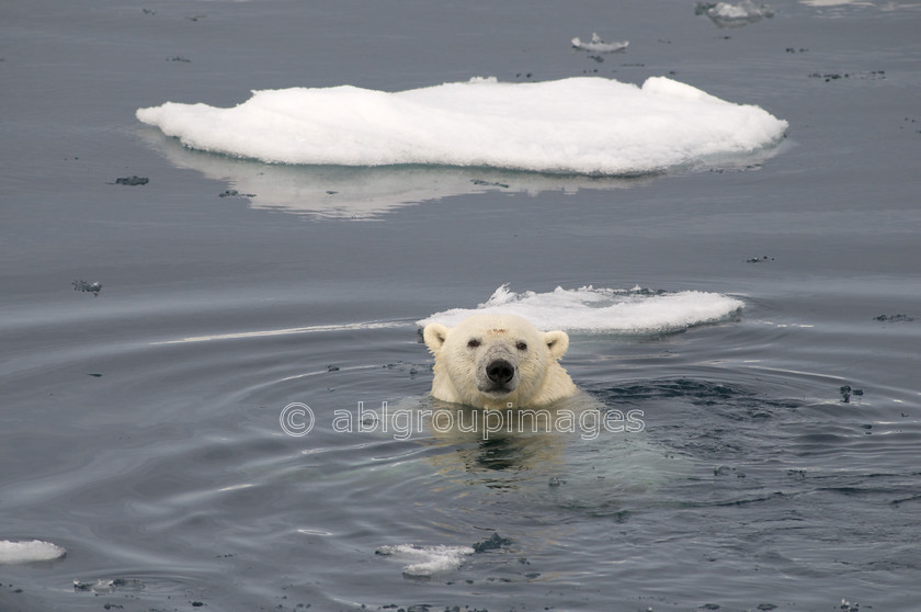 Arctic - 3768 - Version 2 
 Keywords: Animals, Arctic, Day, , Europe, mammals, Nature, Norway, Polar Bear, Scandinavia, scenery, sea ice, Svalbard, water, wildlife