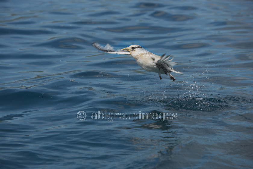 Champion-Islet 2015-04-14 10-33-20 ABL 6928 
 Keywords: birds, Galápagos Wildlife, Swallow-tailed Gull, wildlife