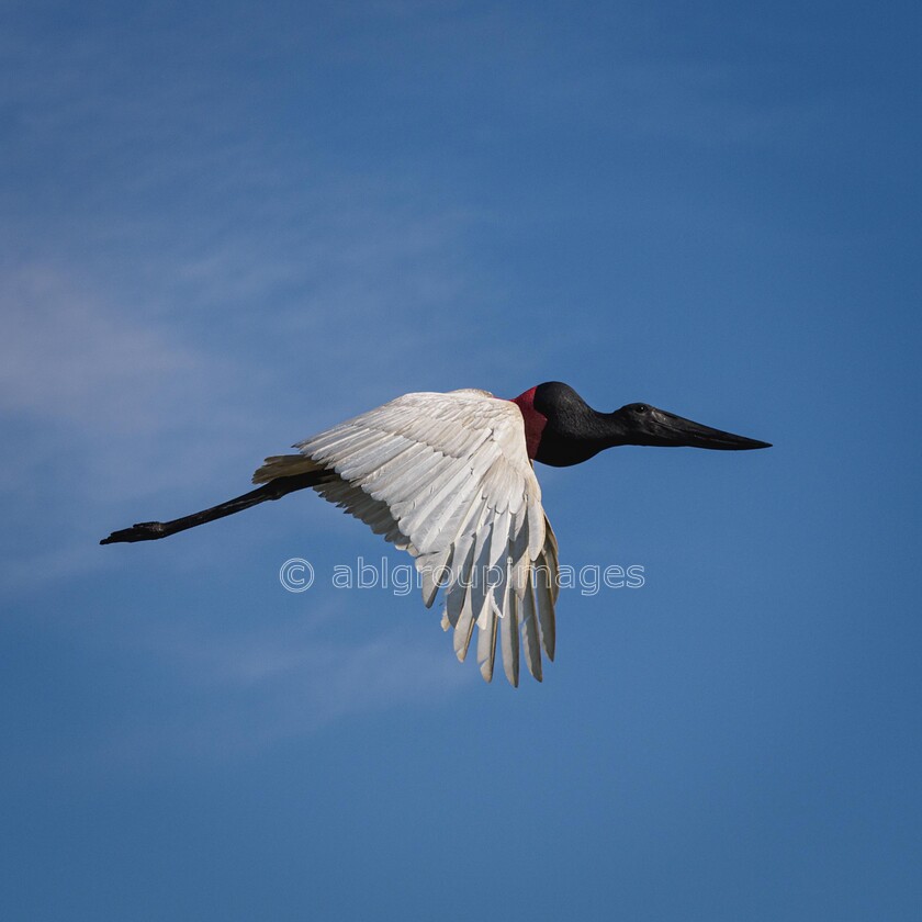 Pantanal 22-08-2022 15-38-26 P8220883-Edit 
 Jabiru Stork 
 Keywords: ANIMALS, Brazil, Panatanal Wildlife, South America, WORLD REGIONS & COUNTRIES, birds, wildlife