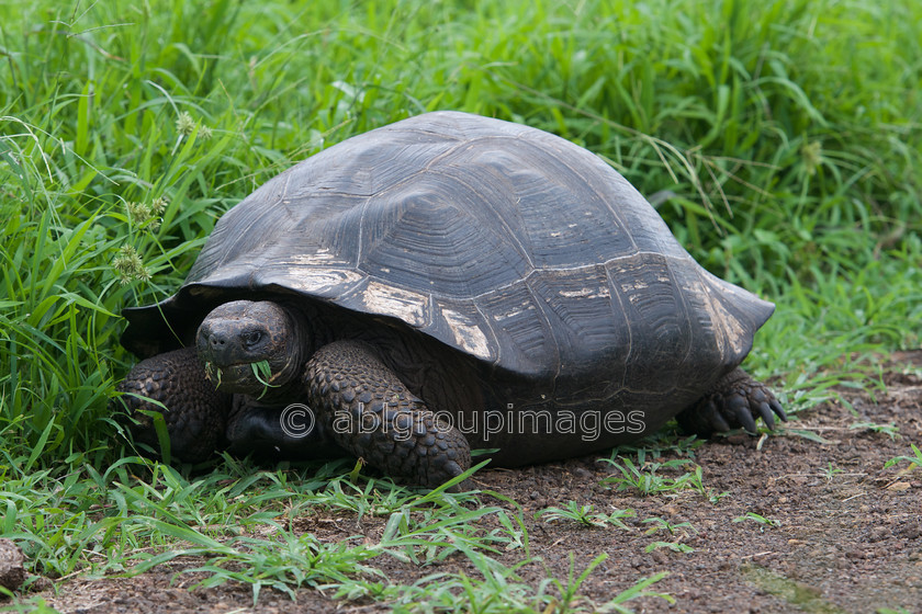 Santa-Cruz 2015-04-15 16-21-21 ABL 7388 
 Keywords: Galápagos Giant Tortoise, Galápagos Wildlife, wildlife